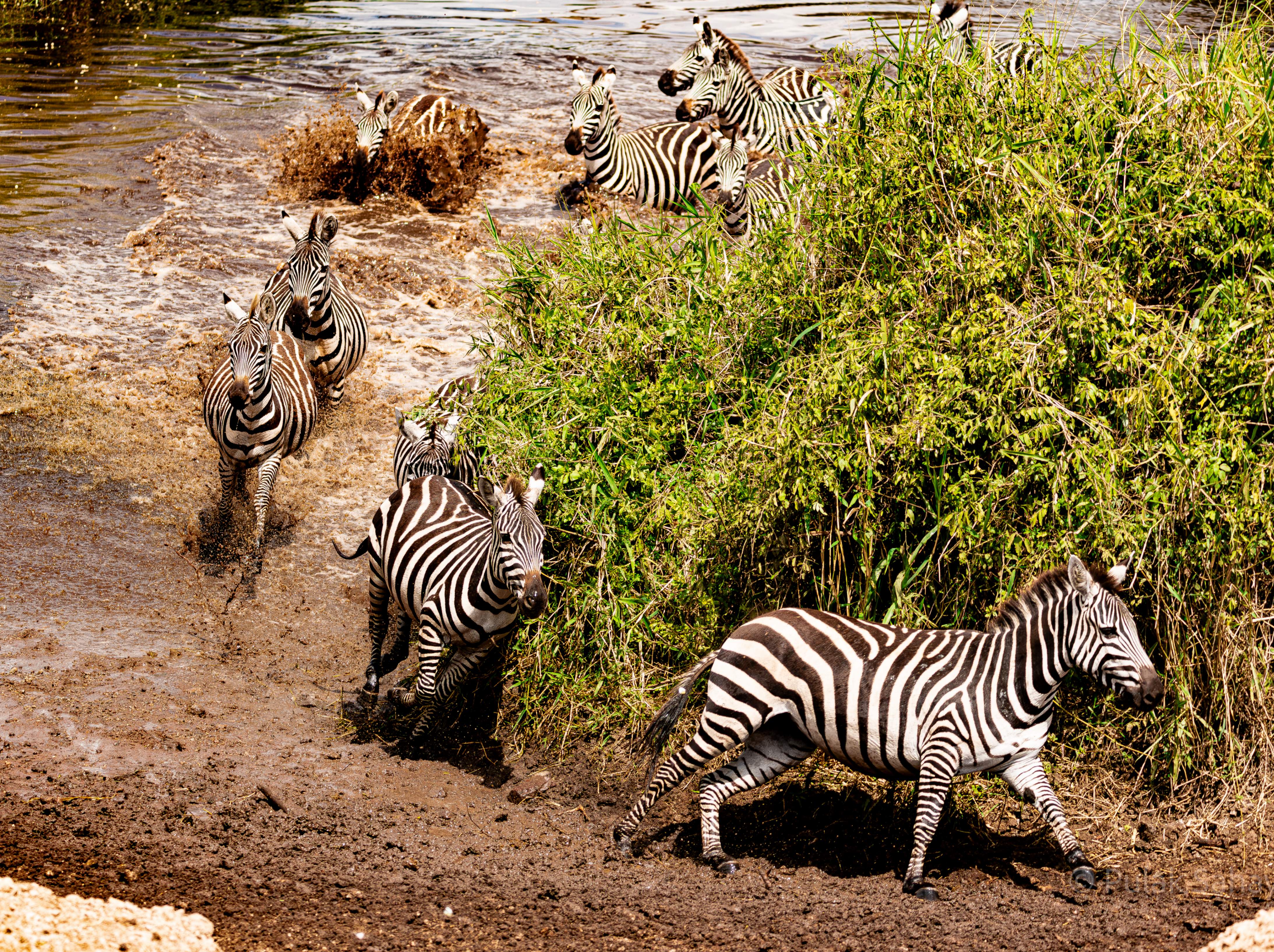 Zebra herd running